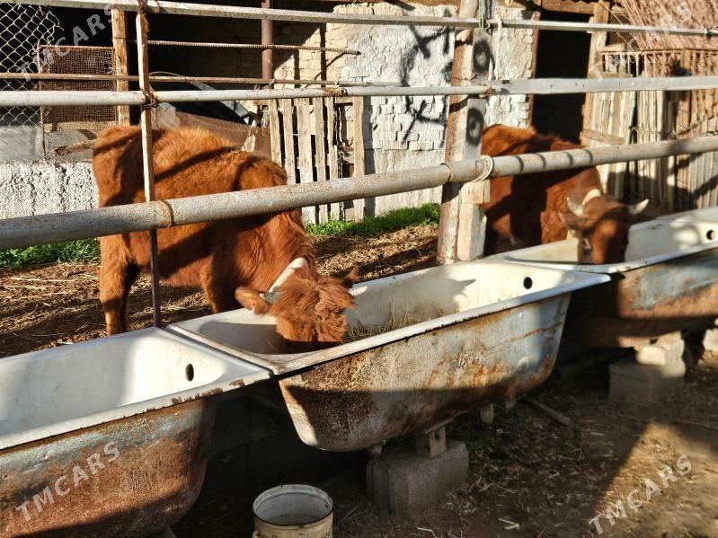 Okuzler - Büzmeýin - img 1