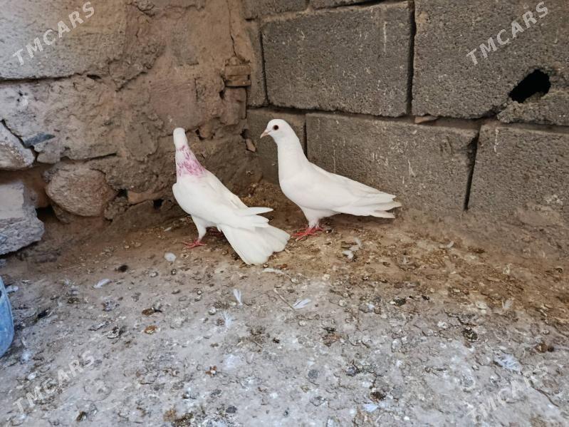 kepderi. - Gyzylarbat - img 1