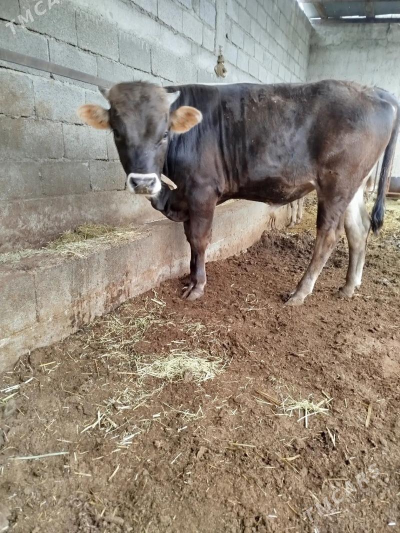 4 sany okuz - Бахарден - img 1