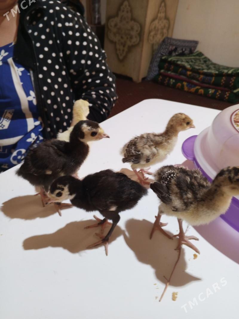 induk jujeler - Дашогуз - img 1