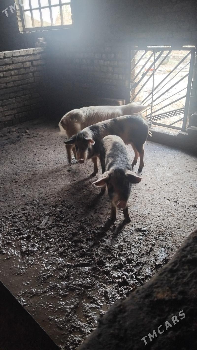 донуз - Мары - img 1