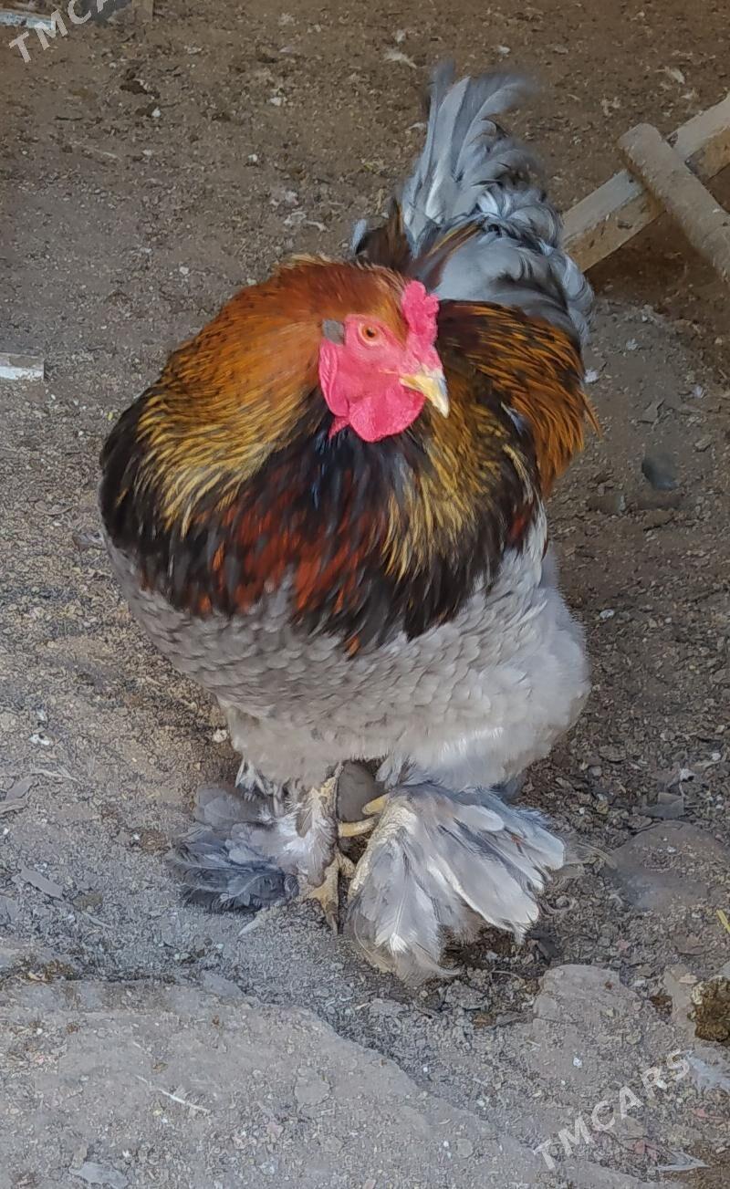 Brama juyje - Гаудан "В" - img 1