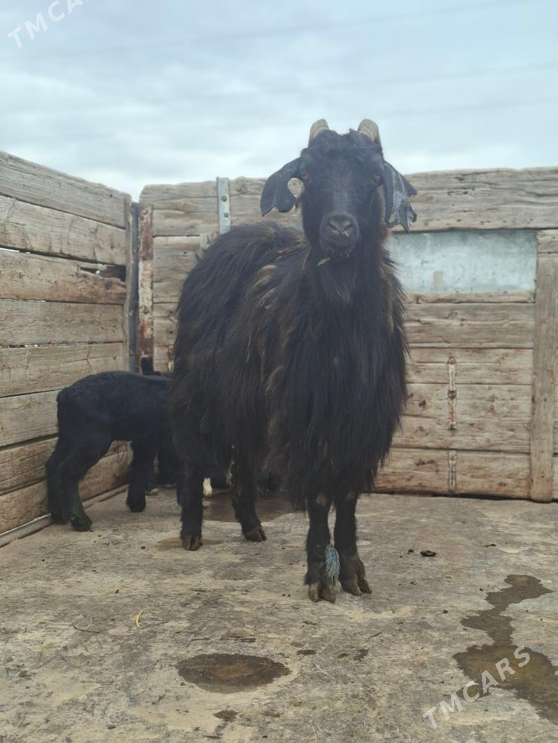 owlakly geci - Gökdepe - img 1