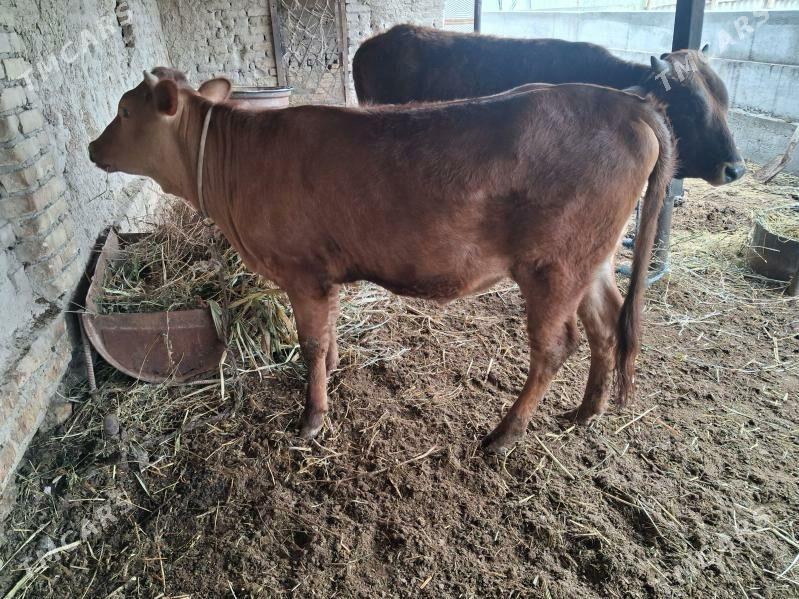 унажын - Туркменабат - img 1