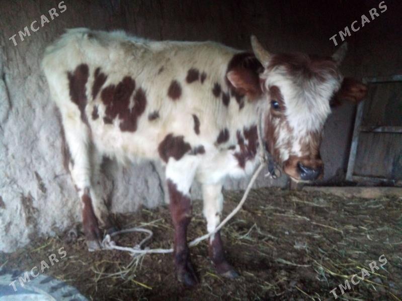 öküz - Чарджоу - img 1