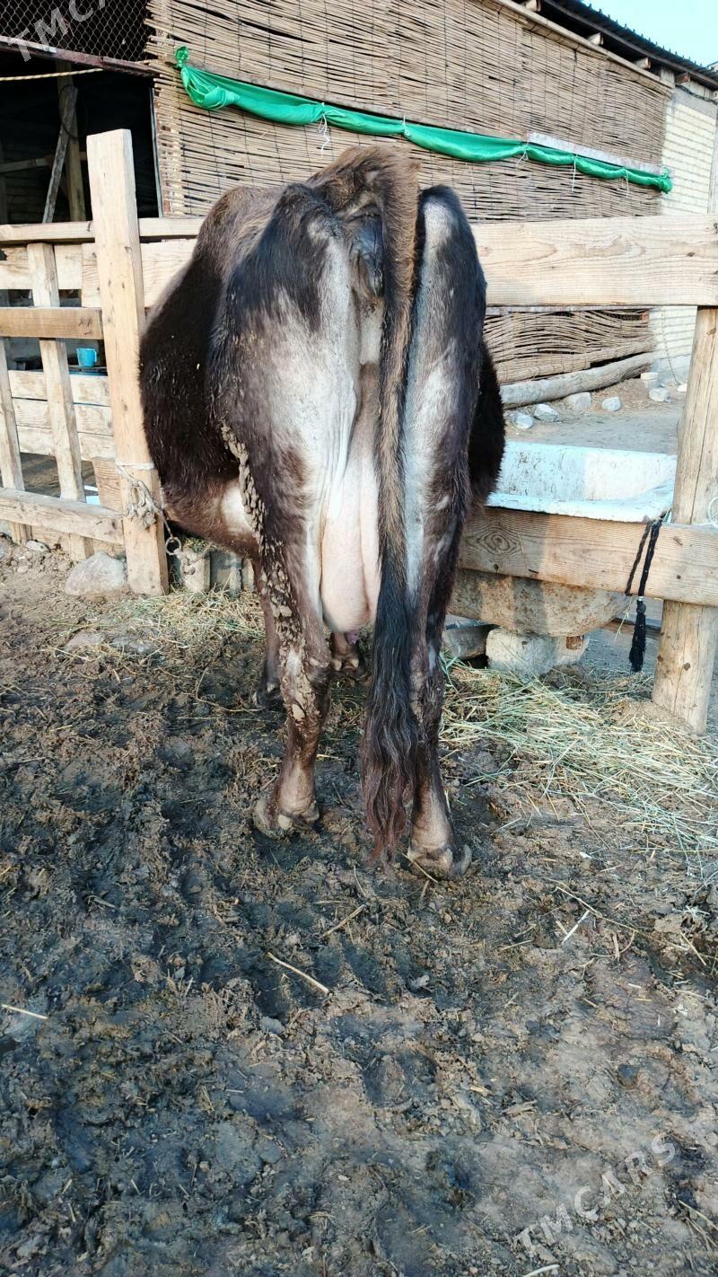 Sygyr - Gökdepe - img 1