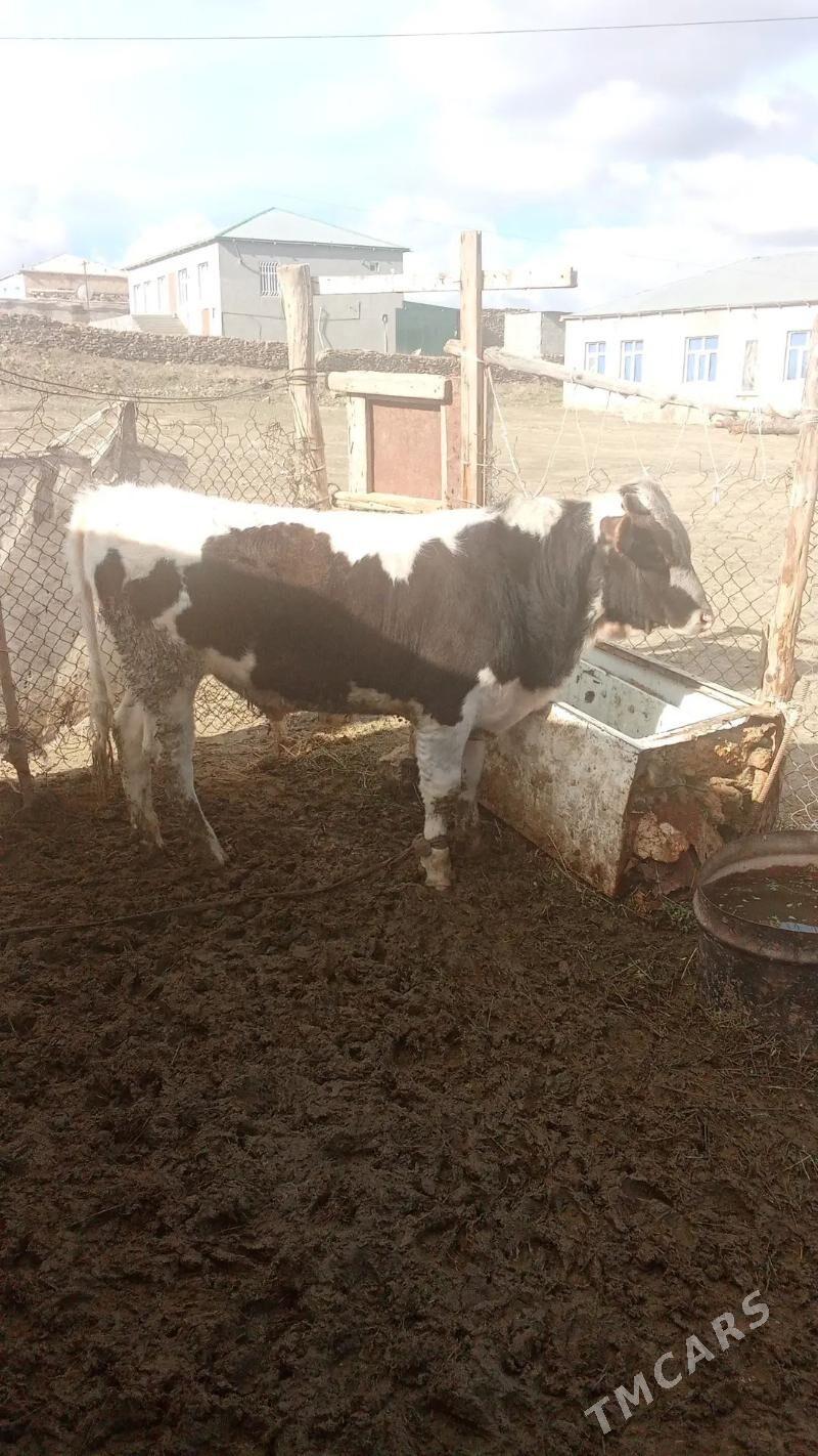 Okuz - Бахарден - img 1