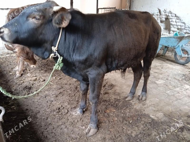 4 sany öküz - Туркменабат - img 1