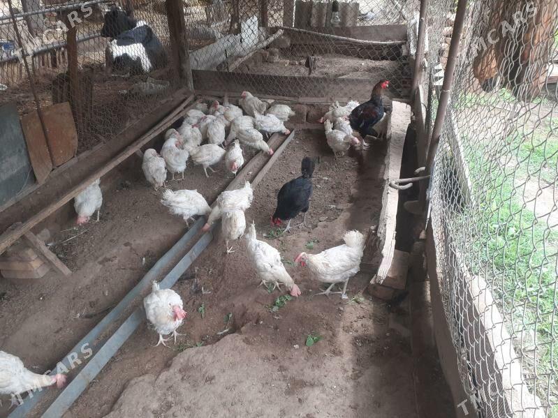 Towuk - Saýat - img 1