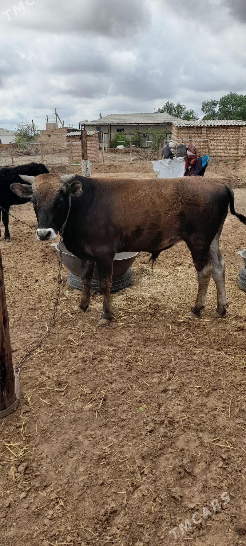 Tohum Öküz - Babadaýhan - img 1