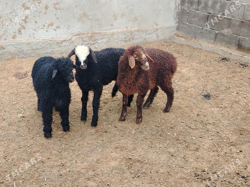 Berreler - Aşgabat - img 1