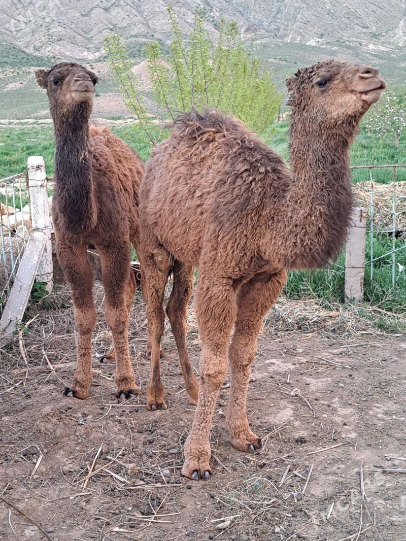 torum - Gyzylarbat - img 1