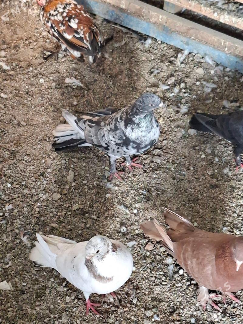 kepderi - Балканабат - img 1