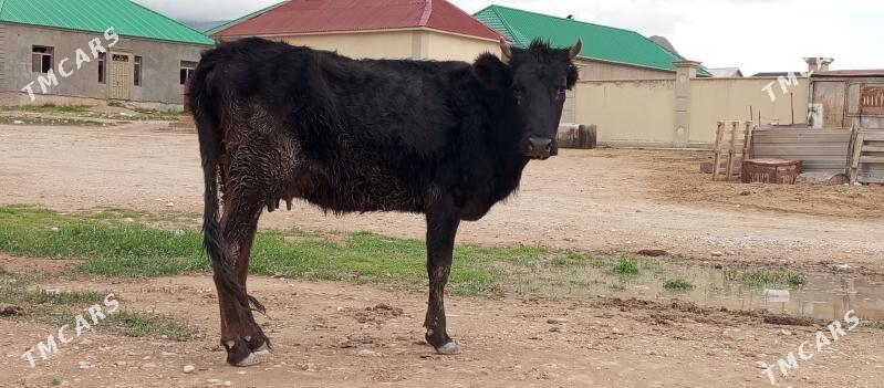 goleli sygyr - Балканабат - img 1