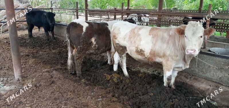 simental okuz - Гарабекевюл - img 1
