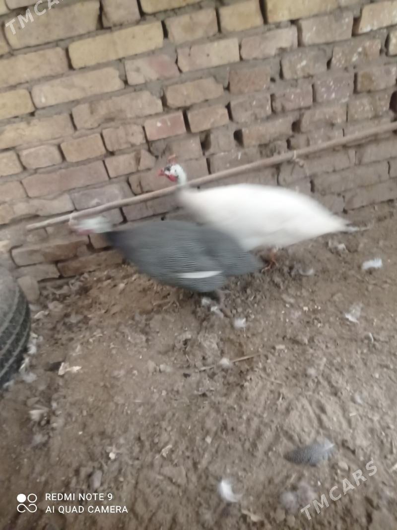 Sisarka - Dänew - img 1