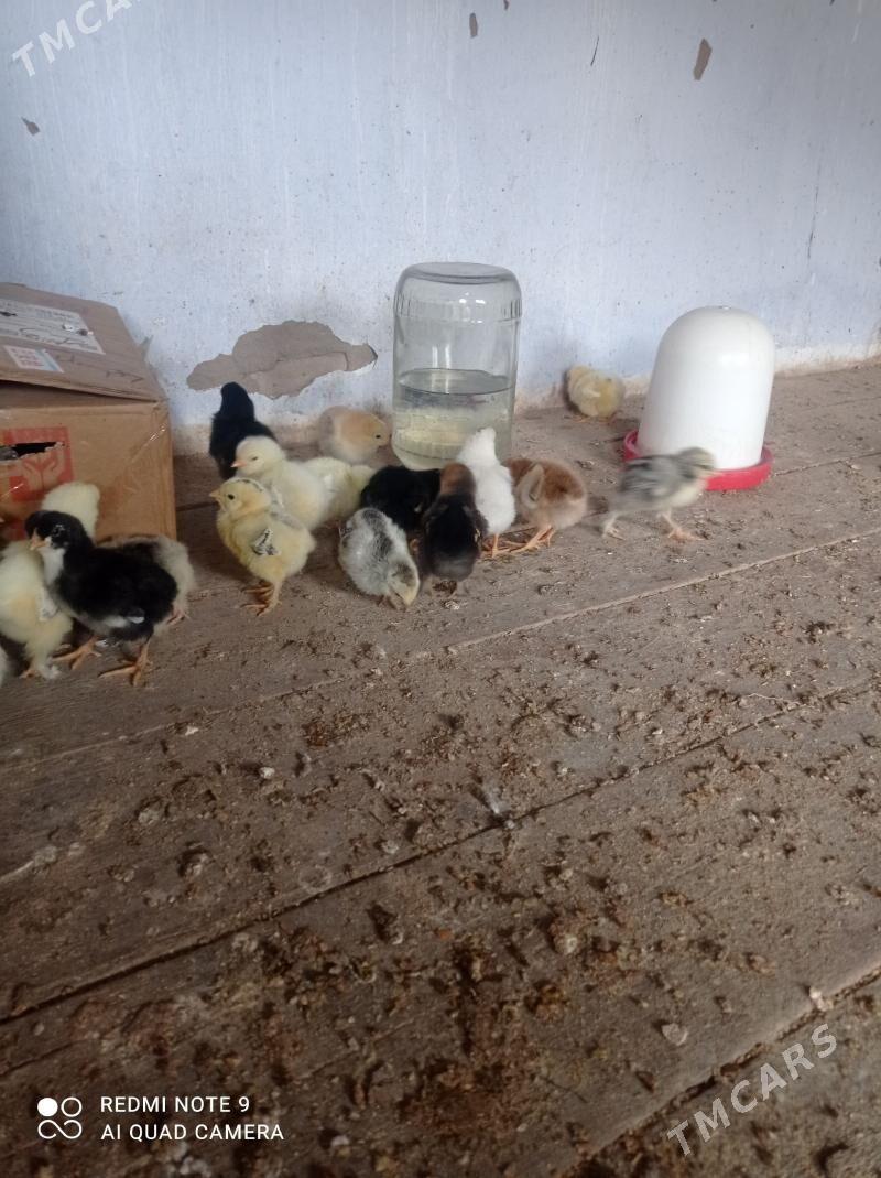 Juje - Дянев - img 1