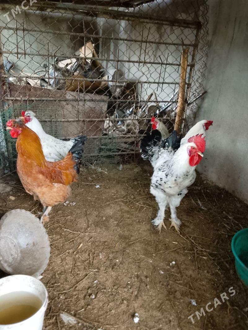 Horaz - Бекреве - img 1