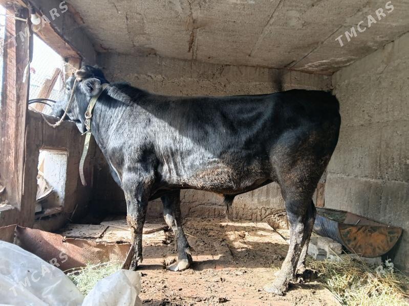 öküz - Багир - img 1