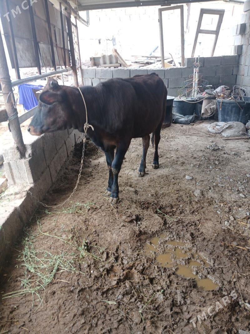 tuwe - Gökje - img 1