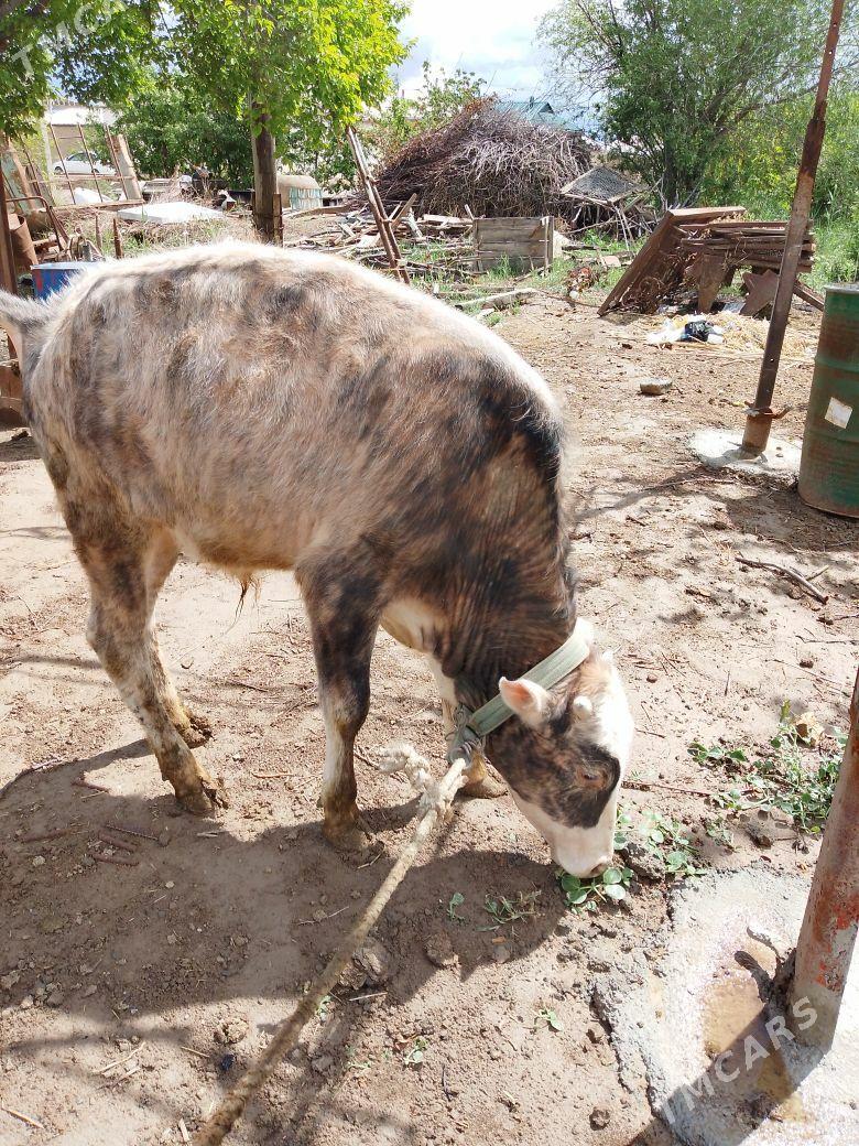 ökiz şiwes - Mary - img 1