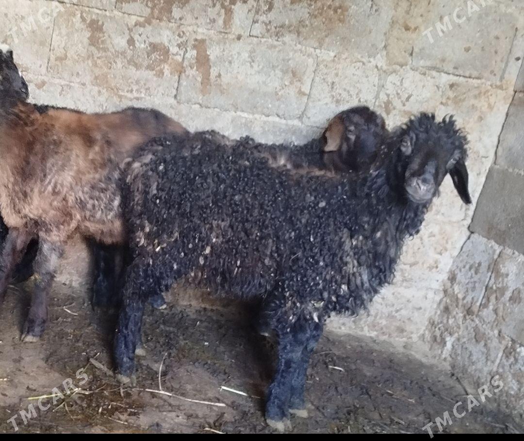 Berre tokly - Янбаш - img 1