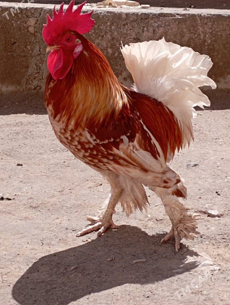 guslar - Дашогуз - img 1