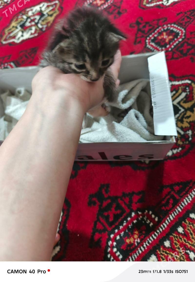 caga pisik - Gurtly - img 1