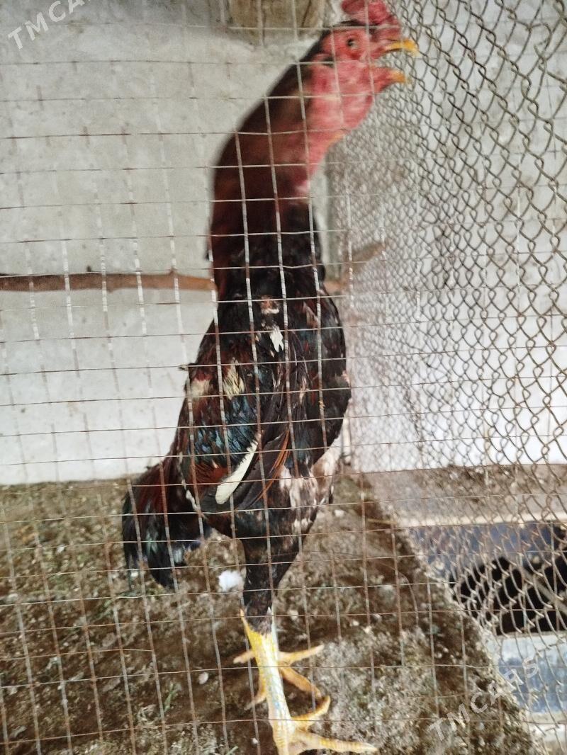 Baysow Horaz - Фарап - img 1