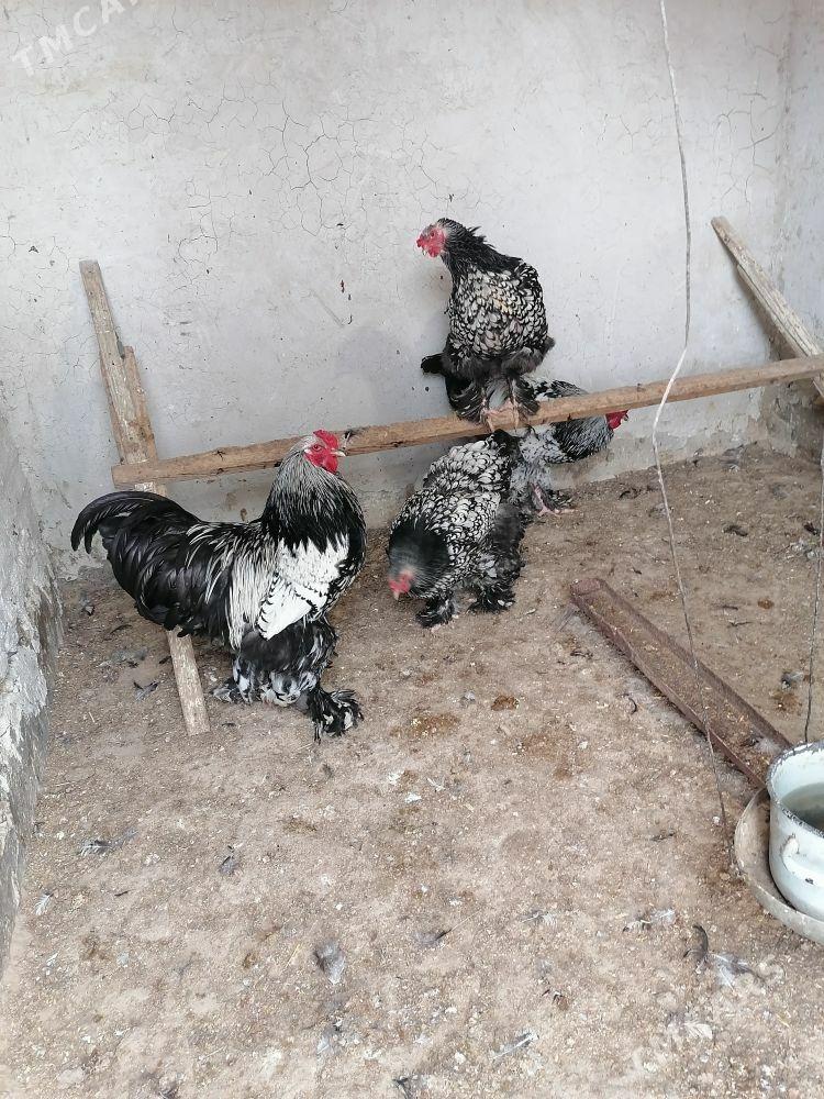 Brama silwer Juje - Гумдаг - img 1