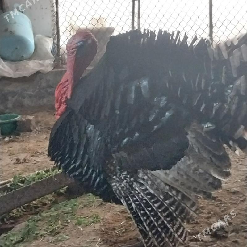 INDUK. - Мургап - img 1