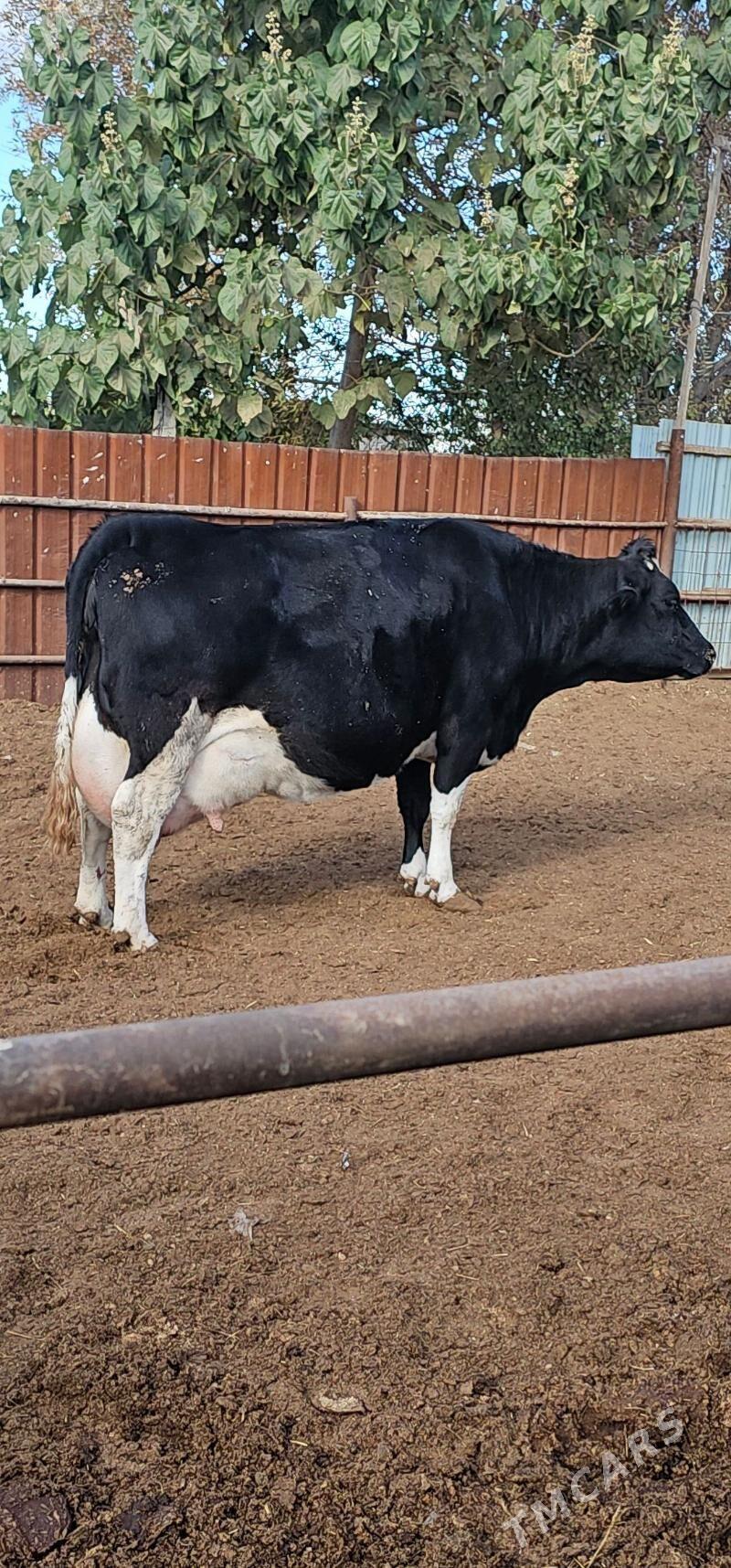 sygyr - Ёлётен - img 1