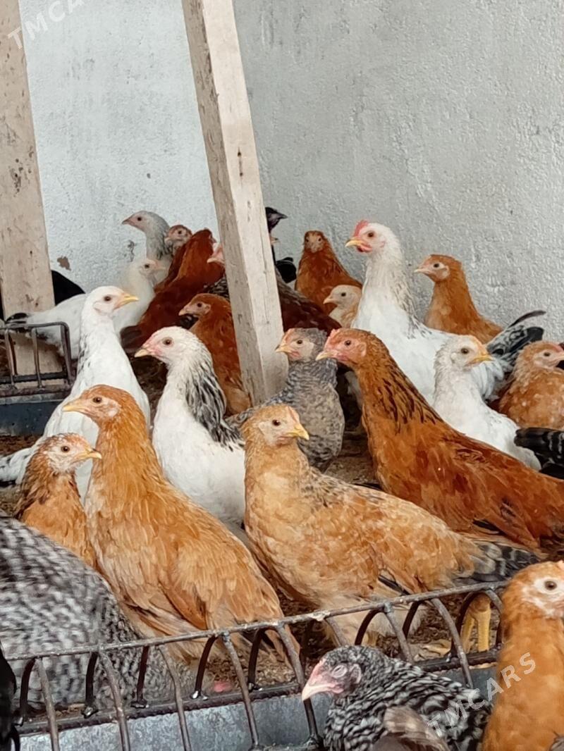 jujeler 3aylyk - Bedew - img 1