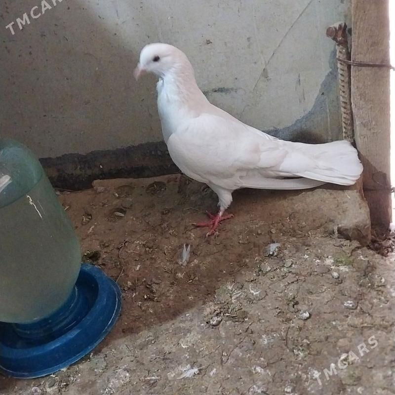 KEPDERI. - Murgap - img 1