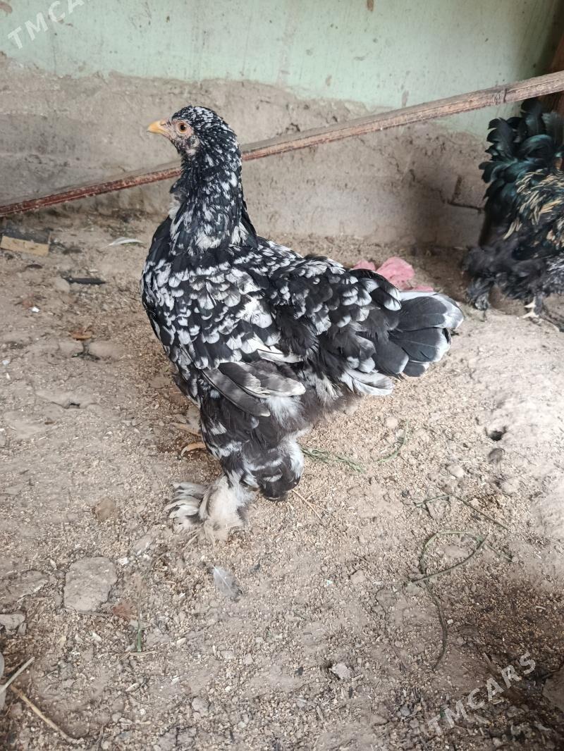 brama towuk - Анев - img 1