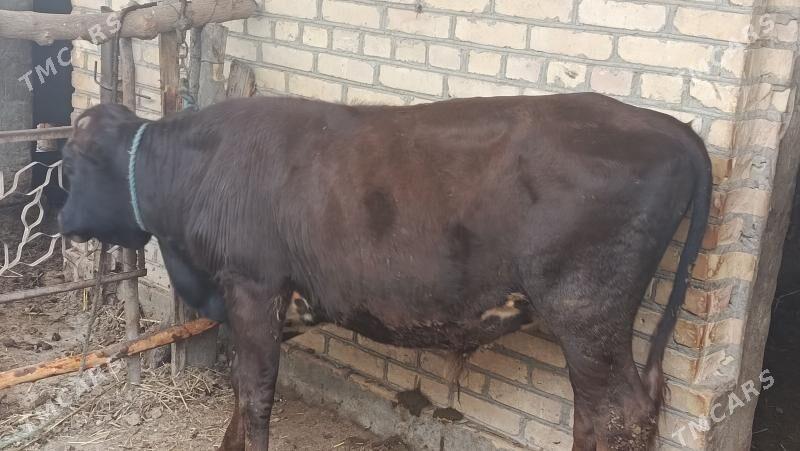 Пародны окуз - Чарджоу - img 1