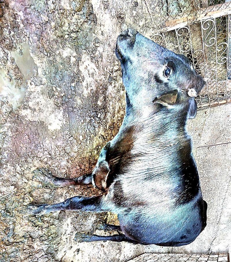 tuwe - Бузмеин - img 1