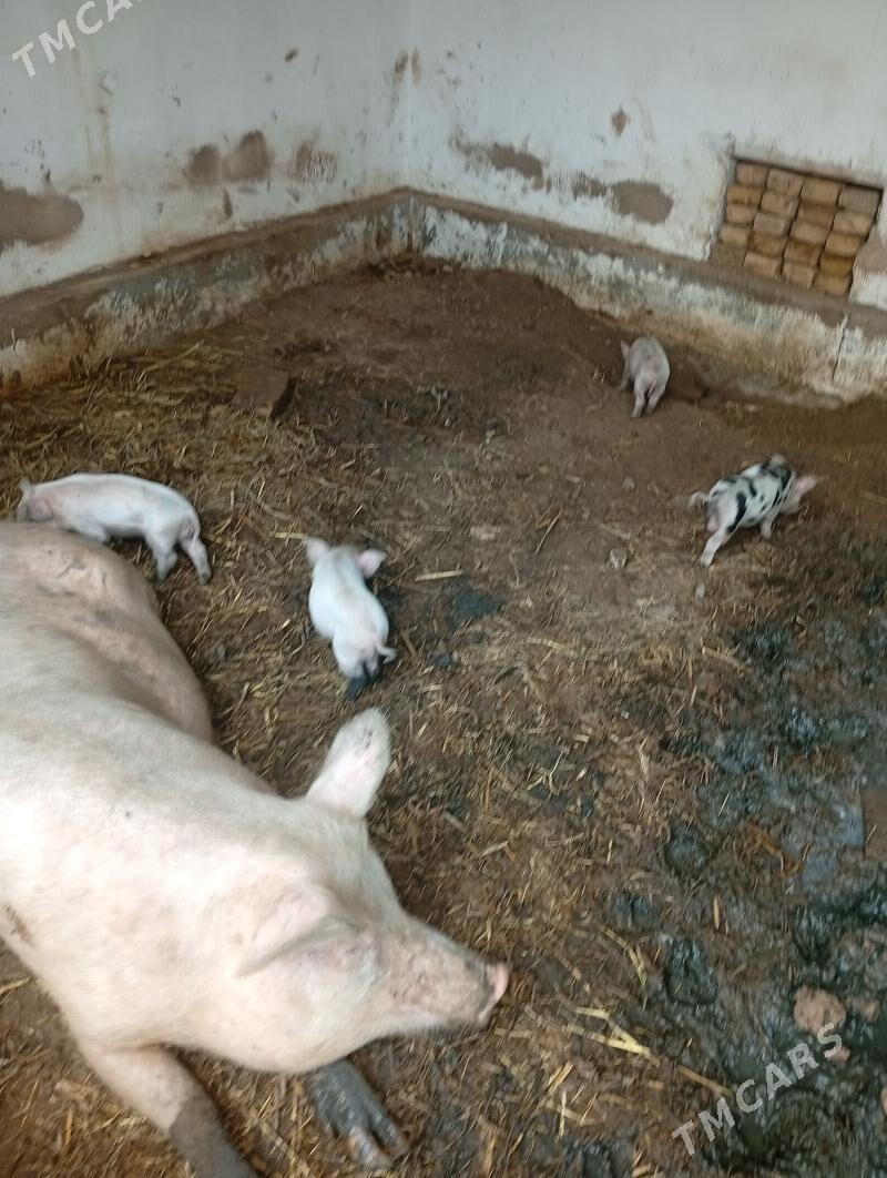 Doňuz çocuklar - Türkmenabat - img 1