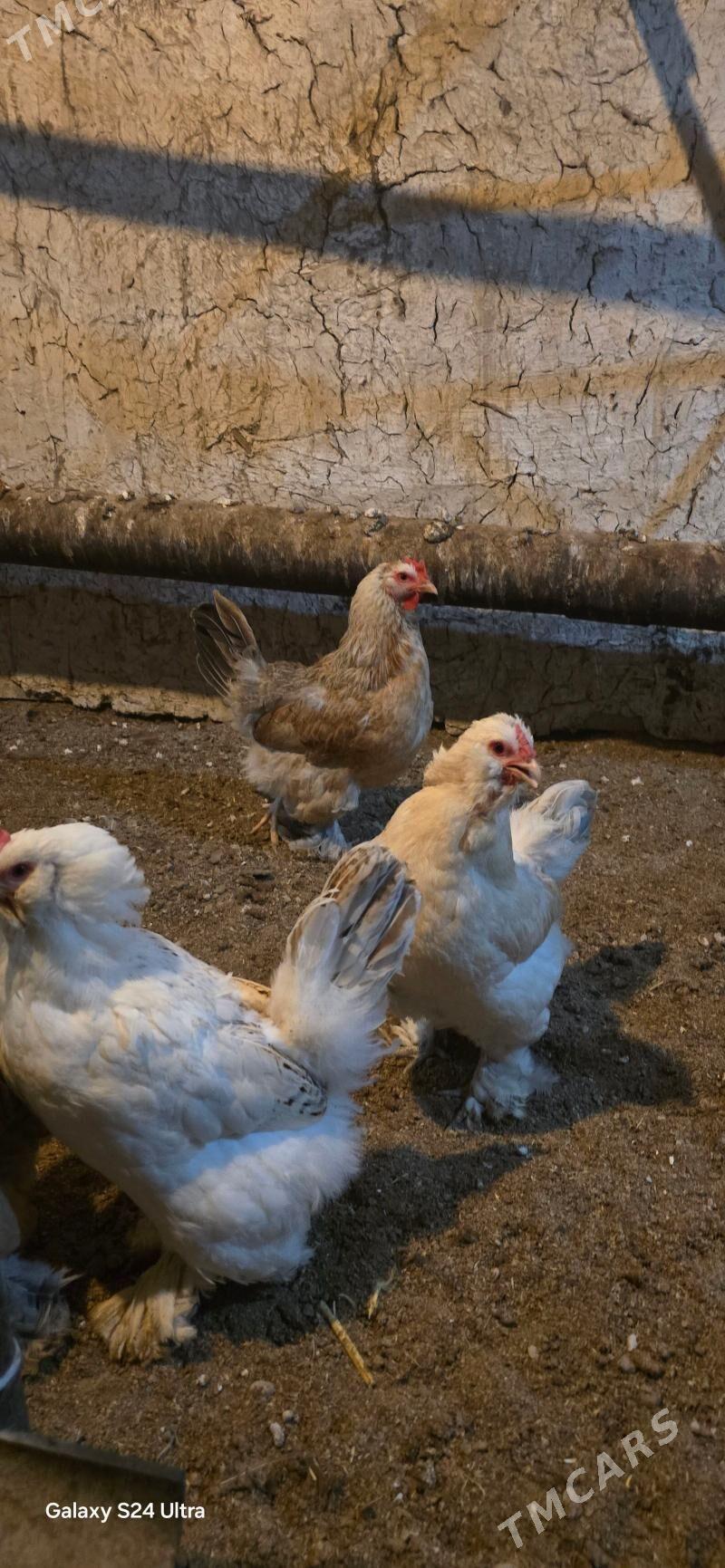 Original Oryol towuk - Gökdepe - img 1