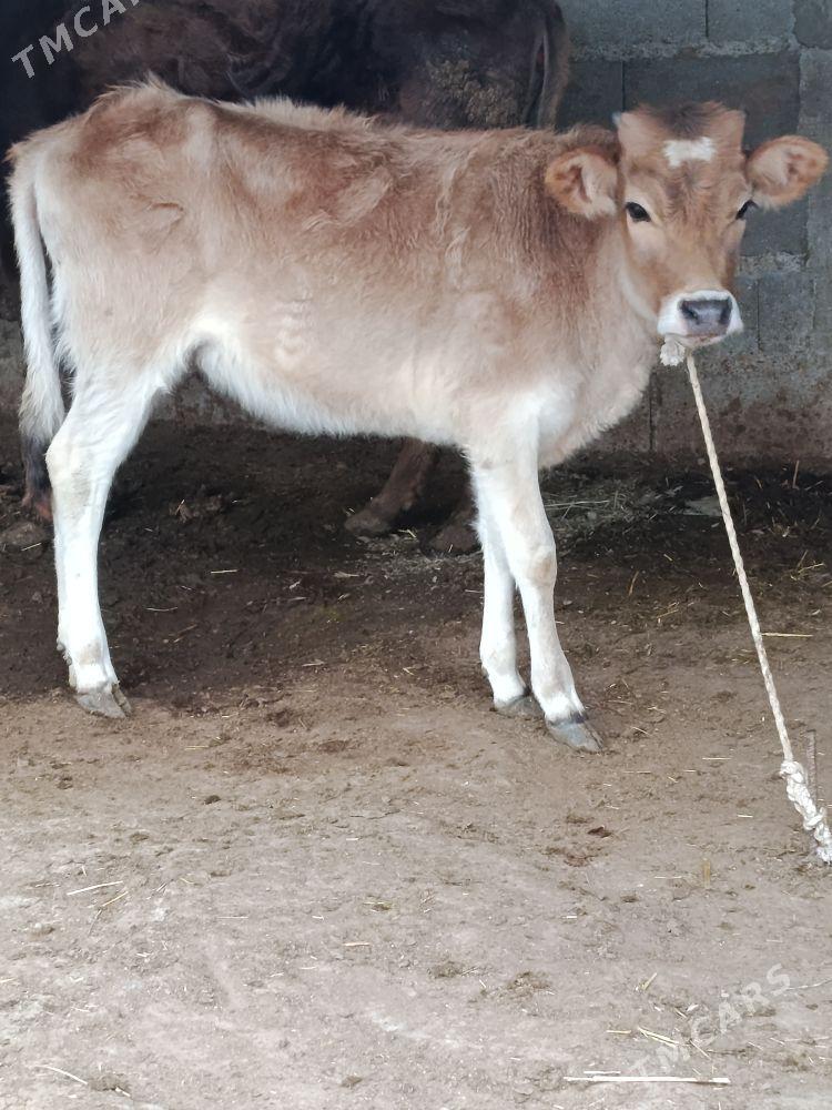 öküz tuwe - Bäherden - img 1