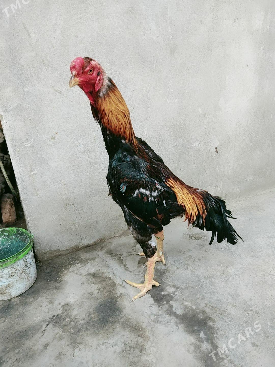 yemilyanka horaz - Туркменабат - img 1