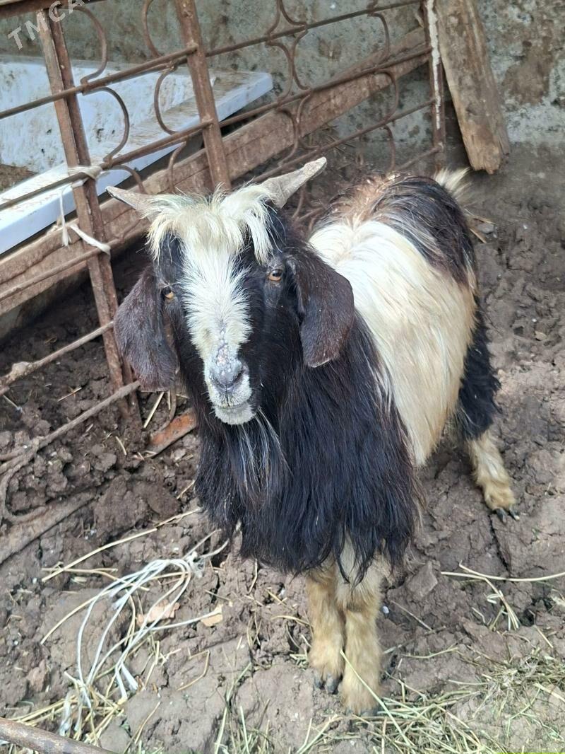 Geciler çebisler - Aşgabat - img 1