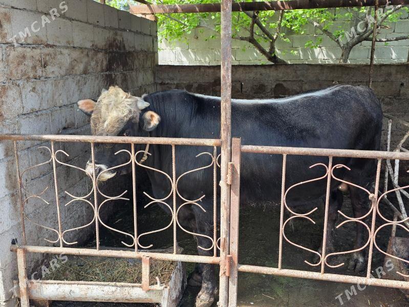 okuz - Aşgabat - img 1