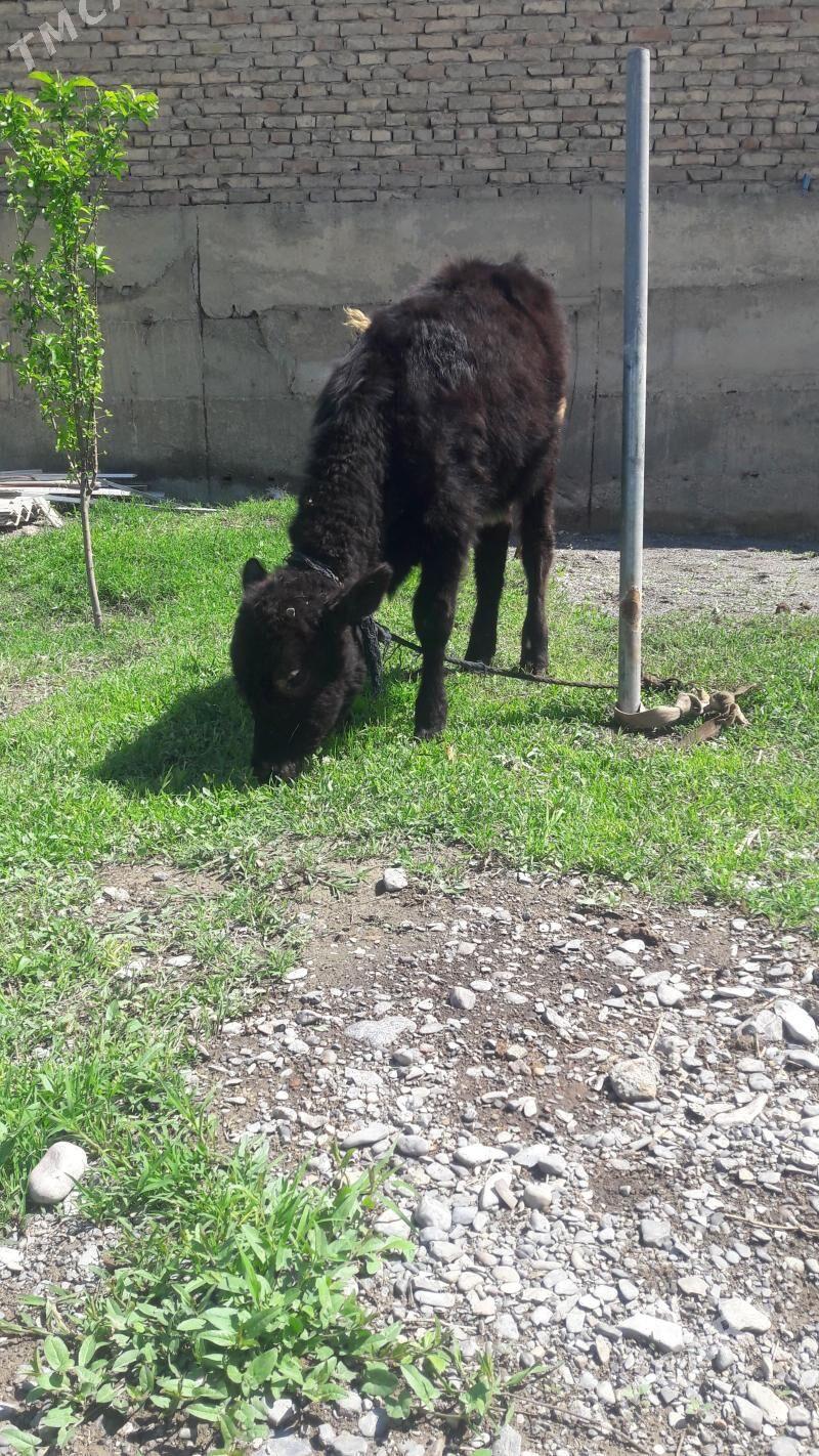 tuwe gibrit - Gökdepe - img 1