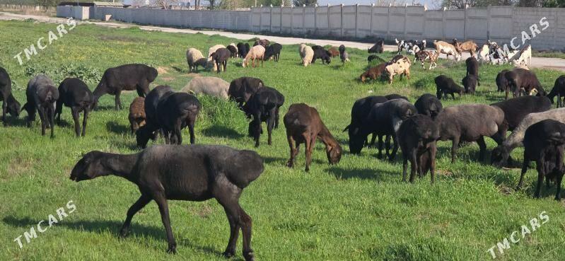 Gisar goỳun - Büzmeýin - img 1