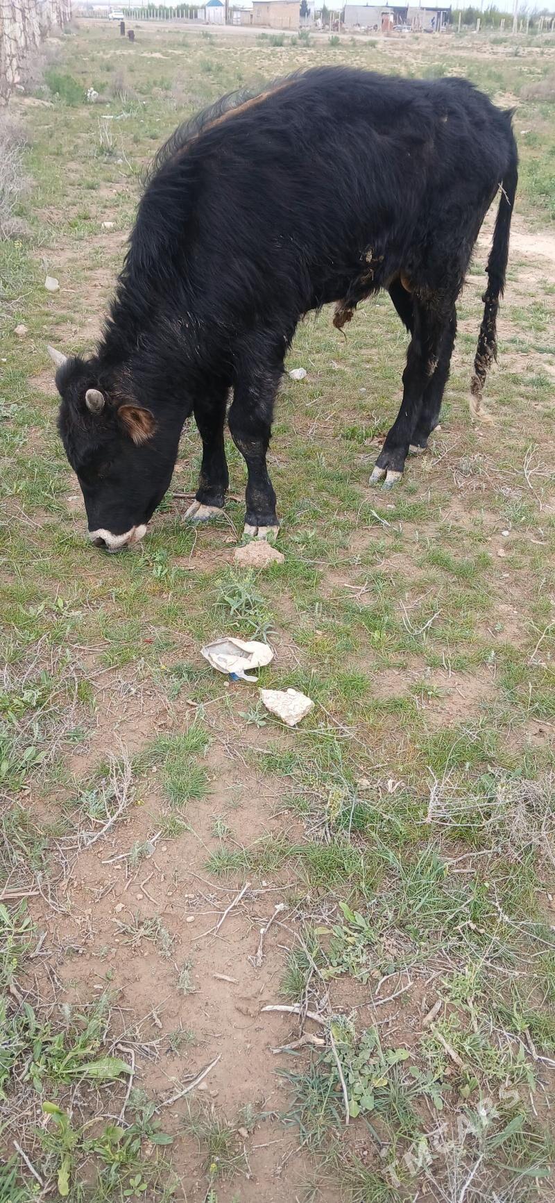 okuz - Гызыларбат - img 1