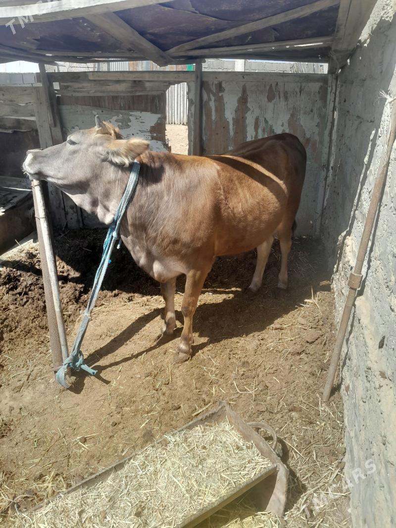 Gaçar - Esenguly - img 1