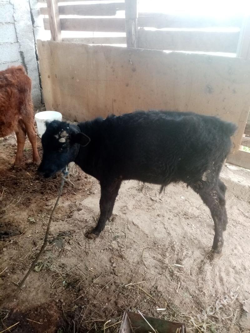 Okuz - Ак-Бугдайский этрап - img 1