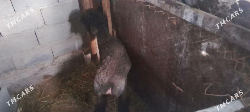 berre tokly - Ýalkym - img 1