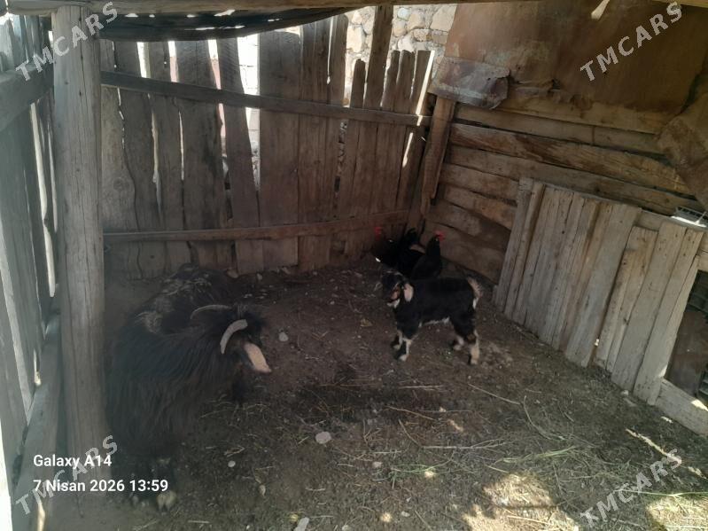 owlakly geci - Jebel - img 1